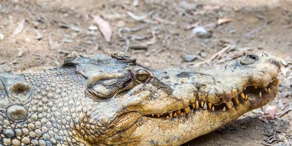 Hartley's Crocodile Adventures