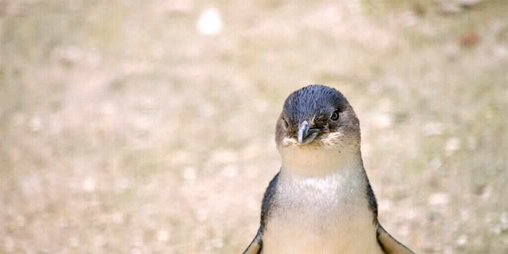 Phillip Island Penguin Parade Tour from Melbourne