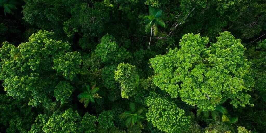 Kuranda Tour from Cairns
