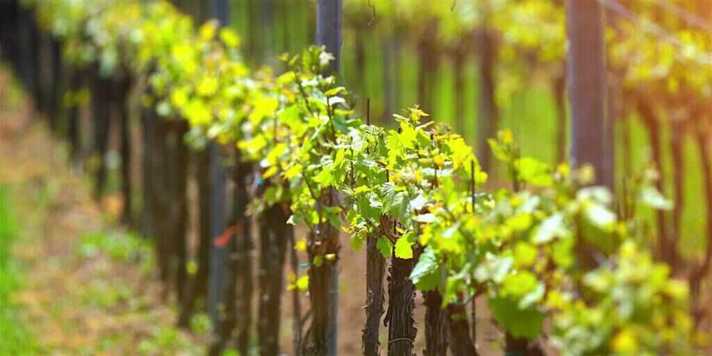 Hunter Valley Wine Tasting Tour