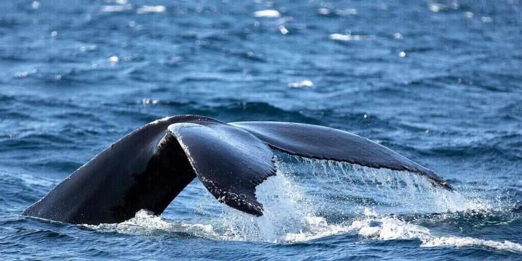 Where to go whale watching in Sydney