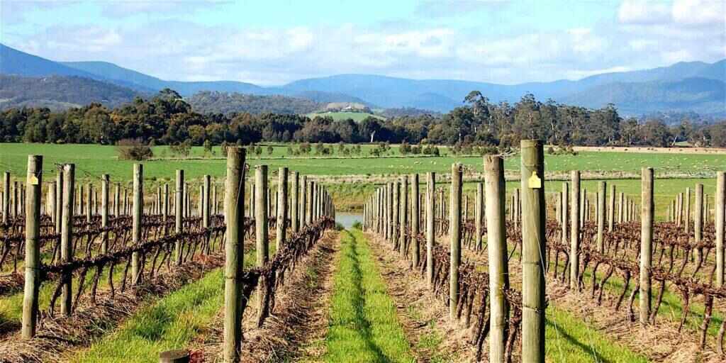 Small Group Yarra Valley Wine Tasting Tour from Melbourne