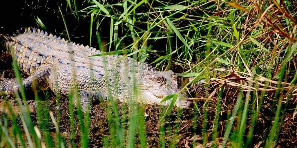 Darwin wetland cruise