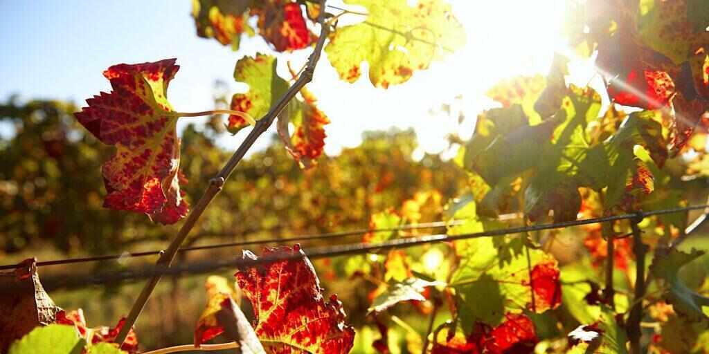 Swan Valley Wine and Food Tour from Perth