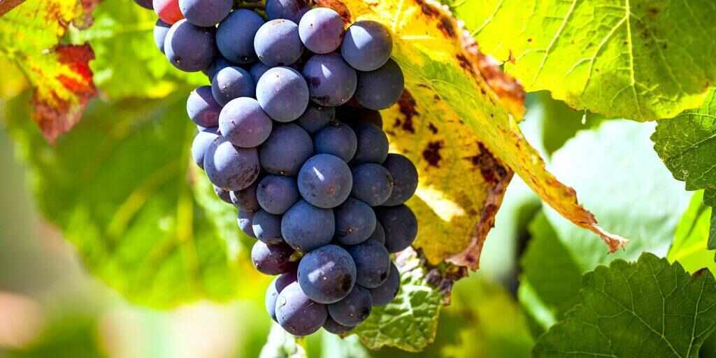 Melbourne wine tours