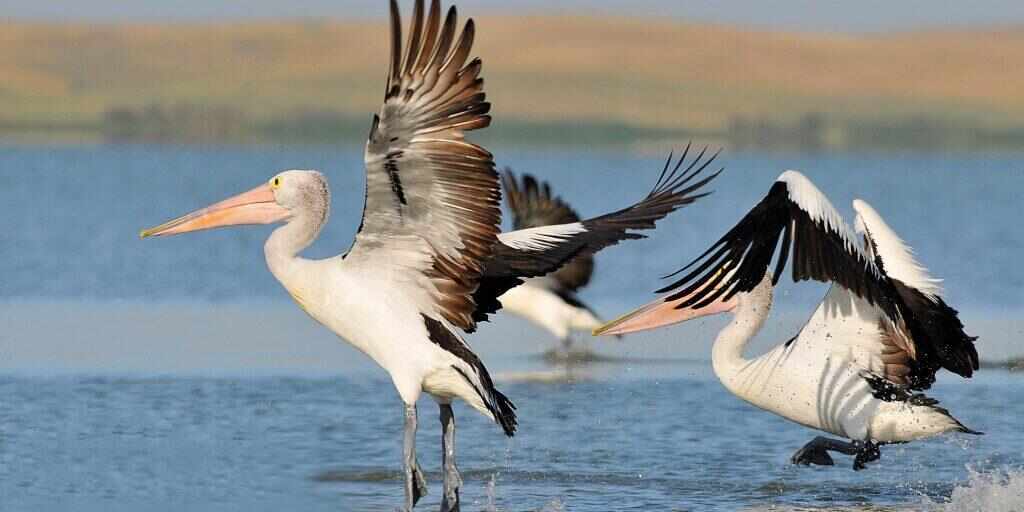 Coorong Cruise from Goolwa