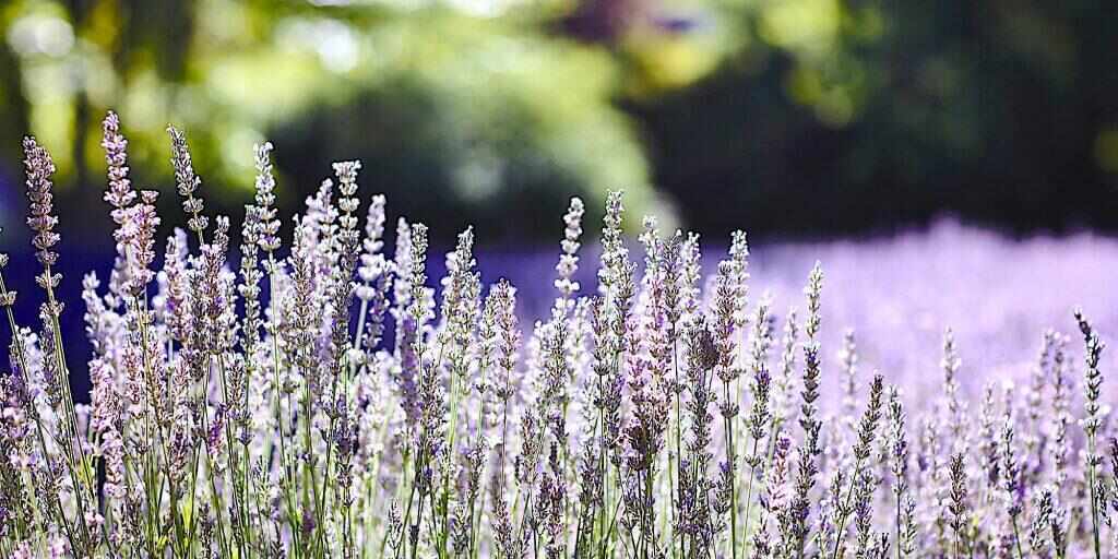 10 Best Things to Do in Daylesford, VIC