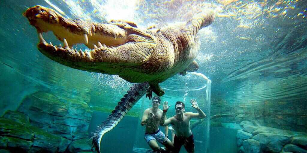 Cage of Death at Crocosaurus Cove