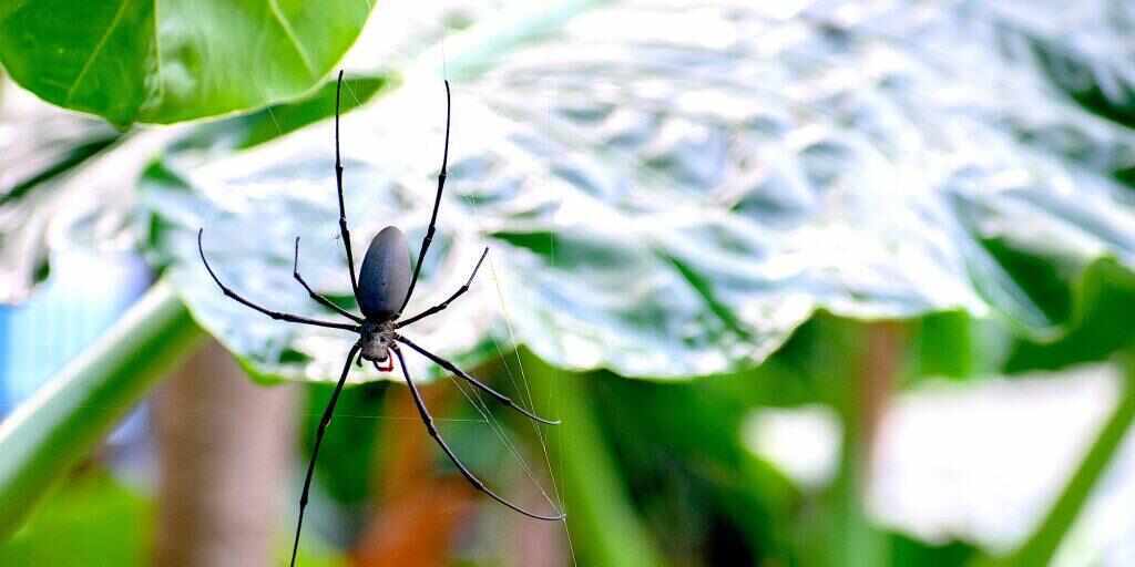 Daintree Rainforest Tour from Port Douglas