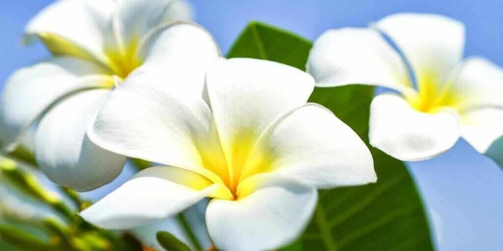 Ten top things to do in Maui