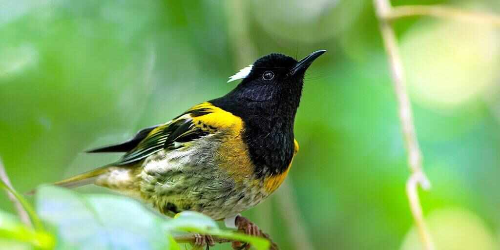 Top things to do on Tiritiri Matangi Island