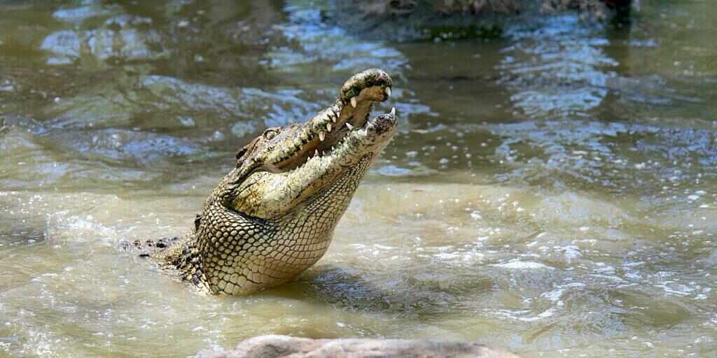Hartley's Crocodile Adventures Tour