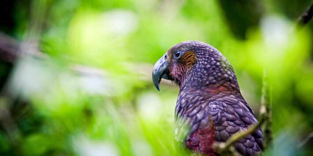 Zealandia eco-sanctuary