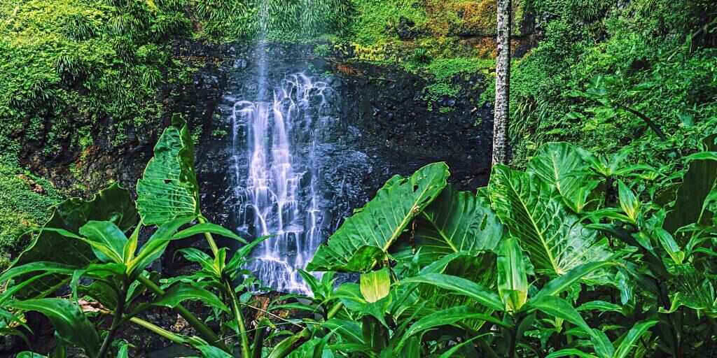 Springbrook and Tamborine National Park Tour from Brisbane