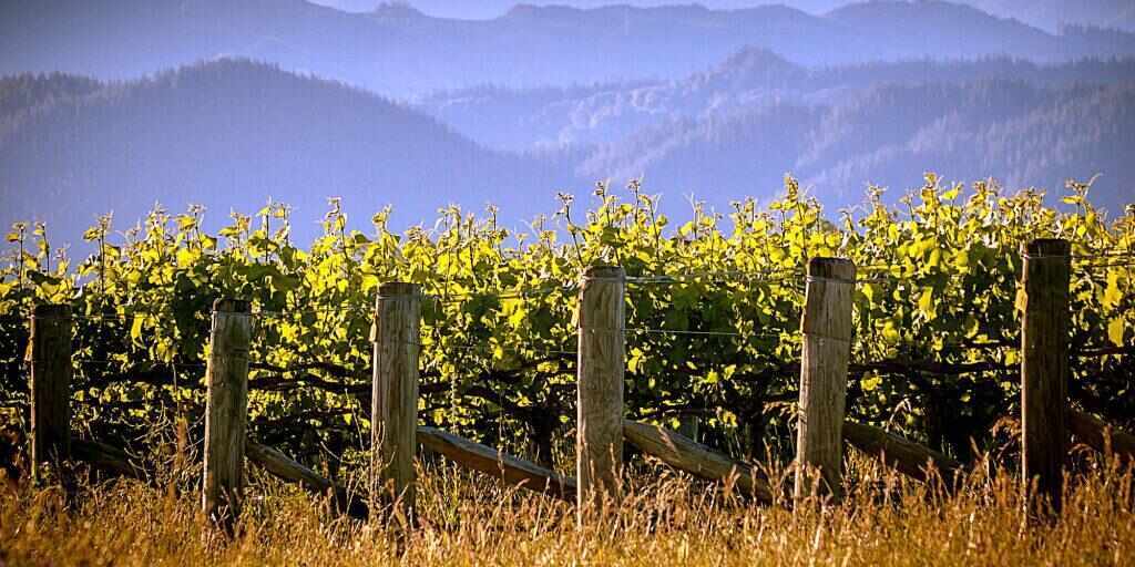 Marlborough Wine Tour from Blenheim