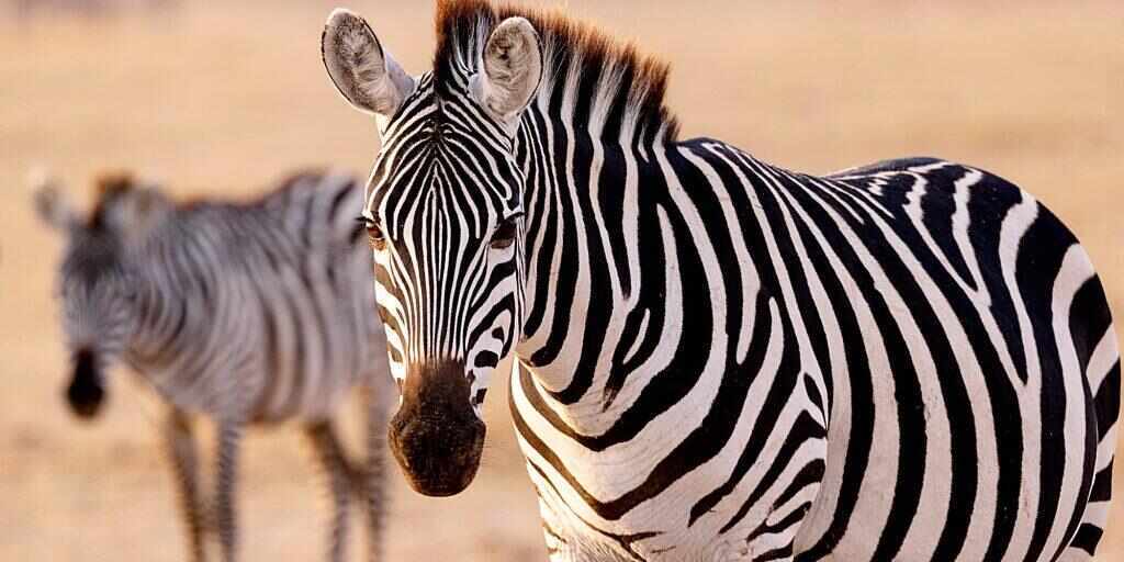 Kenya tours
