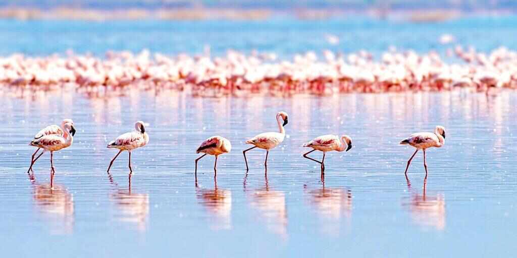 Africa tours