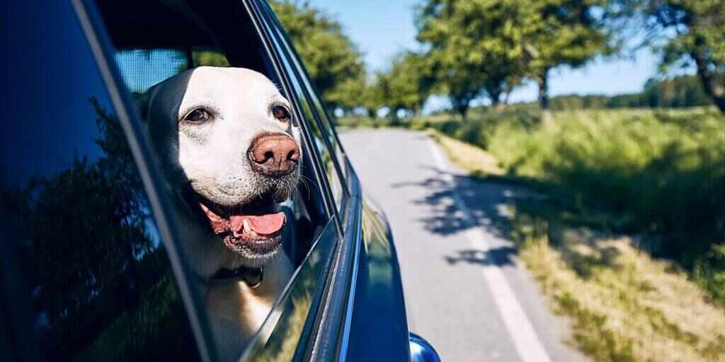 Tips for doing road trips with dogs